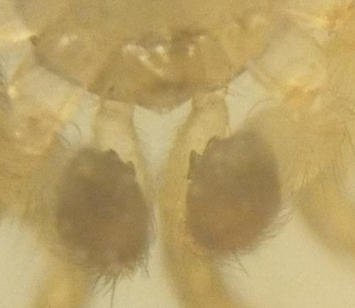 Oecobius navus