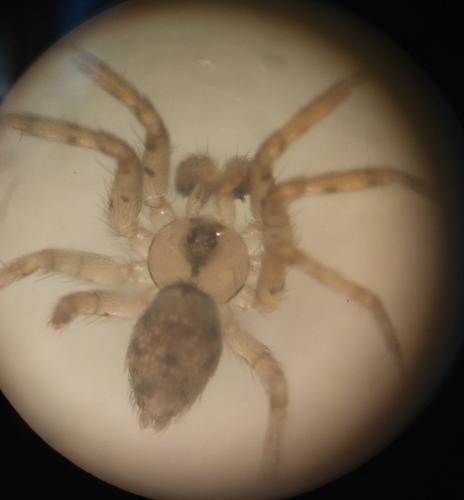 Oecobius navus