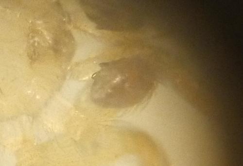 Oecobius navus