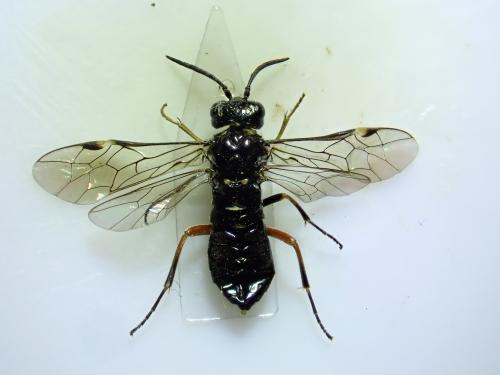 Réf. 357 771 : Emphytus didymus