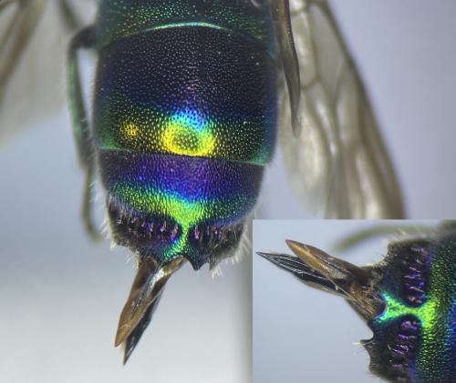 Réf. 357 024 : Chrysis equestris