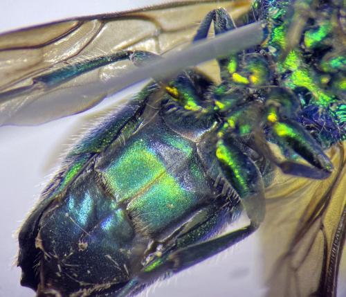 Chrysis equestris