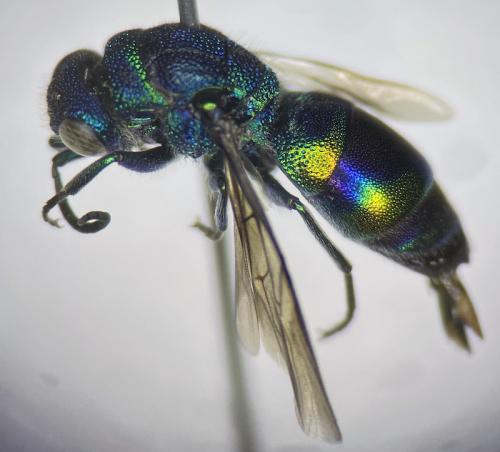 Réf. 357 026 : Chrysis equestris