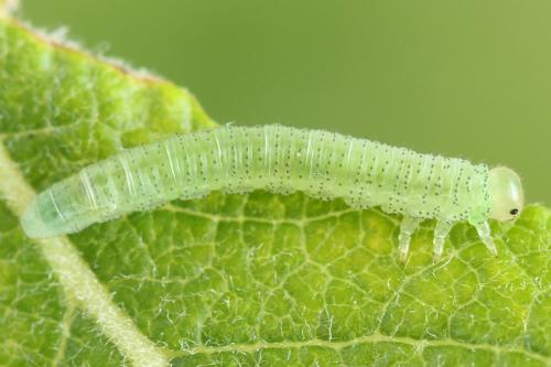 Réf. 357 410 : Euura leucolena