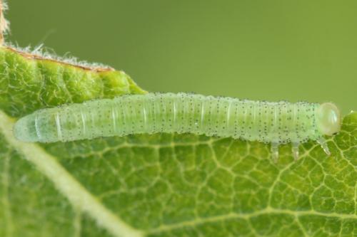 Réf. 357 411 : Euura leucolena