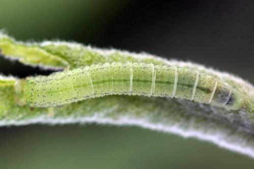 Réf. 357 357 : Euura leucolena