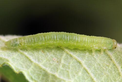 Réf. 357 366 : Euura leucolena