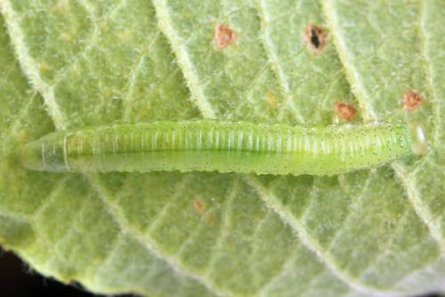 Réf. 357 367 : Euura leucolena