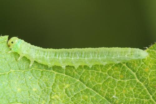 Réf. 357 420 : Euura leucolena
