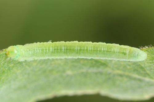 Réf. 357 421 : Euura leucolena