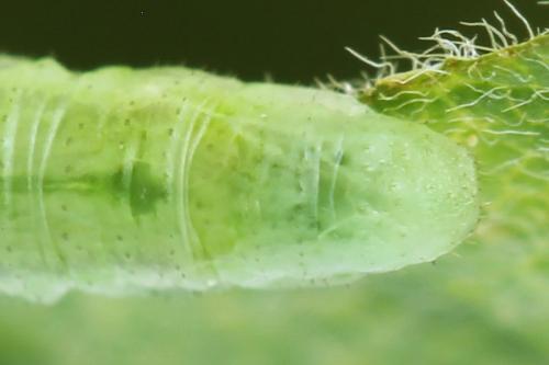 Réf. 357 422 : Euura leucolena