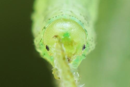 Euura leucolena