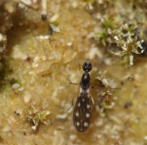 Réf. 357 212 : Dolichocephala ocellata