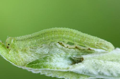 Réf. 357 279 : Euura leucolena