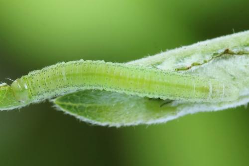 Réf. 357 280 : Euura leucolena