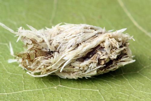 Réf. 357 377 : Euura leucolena