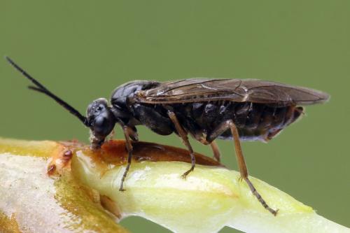 Réf. 357 378 : Euura leucolena
