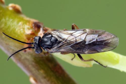 Réf. 357 379 : Euura leucolena