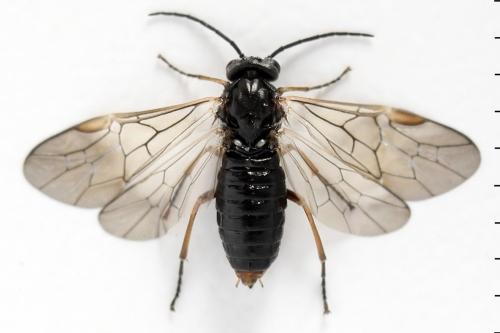 Réf. 357 380 : Euura leucolena