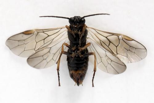 Euura leucolena