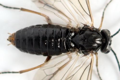 Réf. 357 382 : Euura leucolena