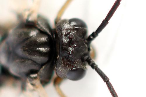 Réf. 357 384 : Euura leucolena