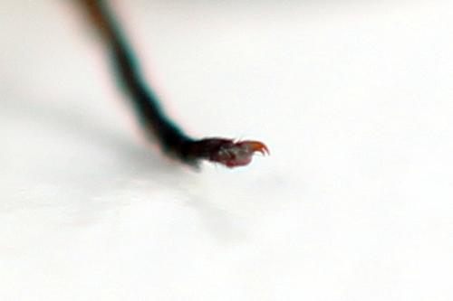 Euura leucolena