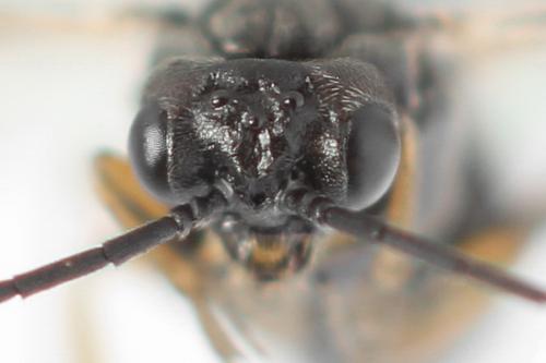 Réf. 357 388 : Euura leucolena