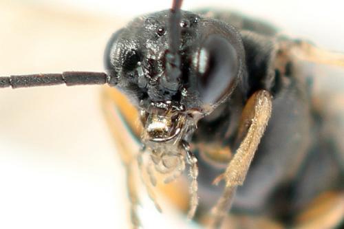 Euura leucolena