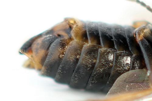 Réf. 357 390 : Euura leucolena