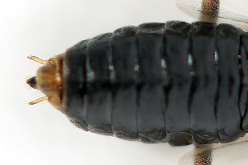 Réf. 357 392 : Euura leucolena