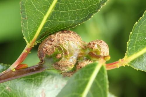 Euura amerinae