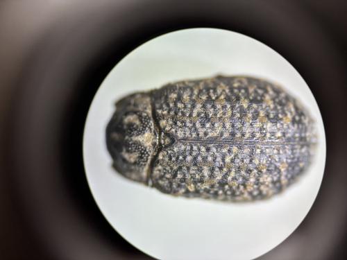 Trox sabulosus