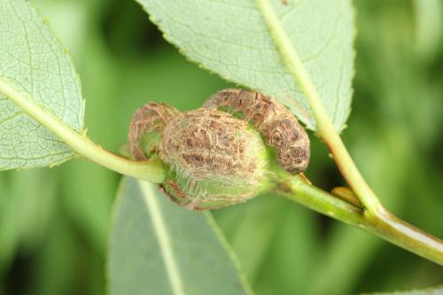 Euura amerinae