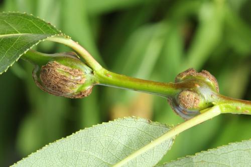 Euura amerinae