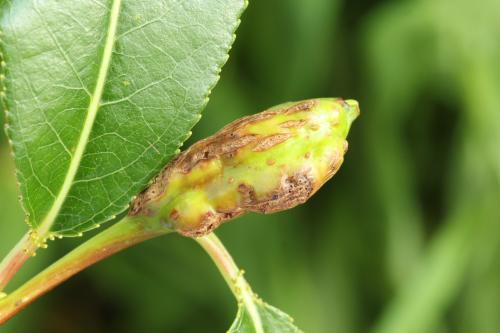 Euura amerinae
