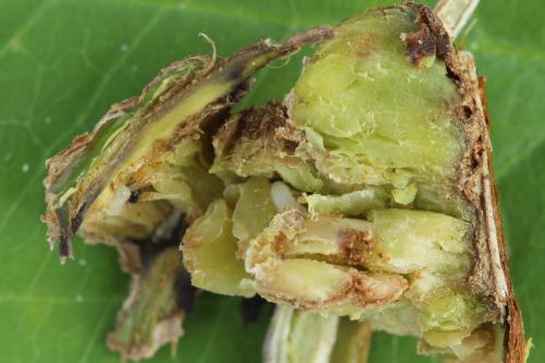 Euura amerinae