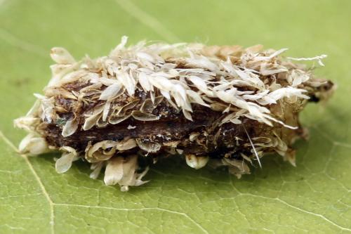 Réf. 357 289 : Euura leucolena