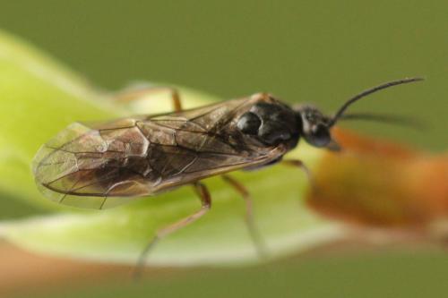 Réf. 357 290 : Euura leucolena