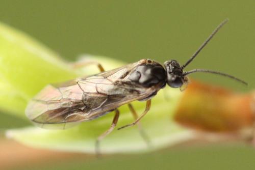 Euura leucolena