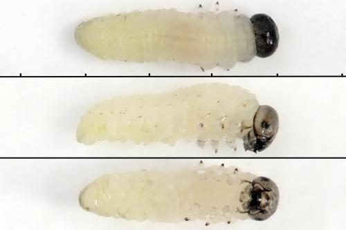 Euura amerinae