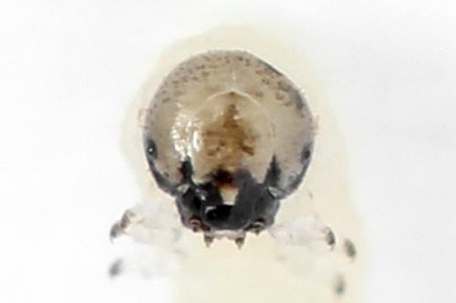 Euura amerinae