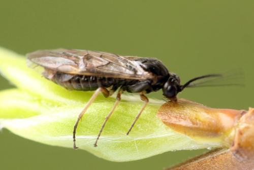 Réf. 357 292 : Euura leucolena