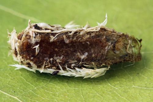 Euura leucolena