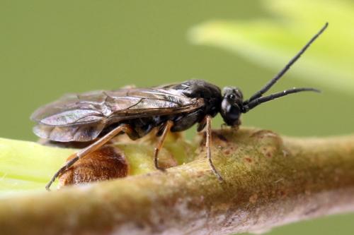 Réf. 357 433 : Euura leucolena