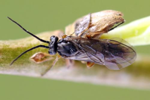 Réf. 357 435 : Euura leucolena