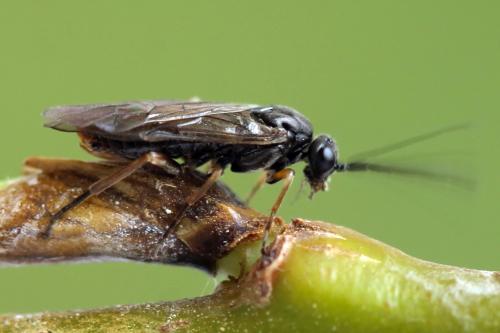 Réf. 357 436 : Euura leucolena