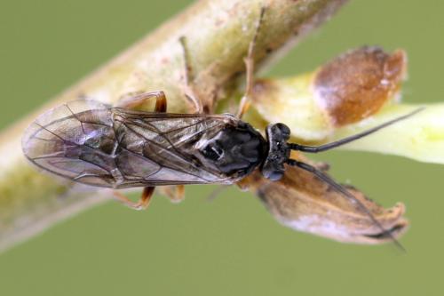 Réf. 357 437 : Euura leucolena