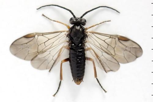 Réf. 357 438 : Euura leucolena