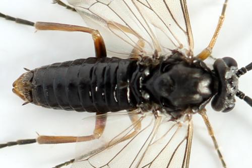Réf. 357 440 : Euura leucolena
